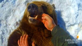 Мишка, покажи зубы! - смотреть видео (1:24)