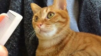 Реакция кота на звук от расчёски - смотреть видео (0:47)