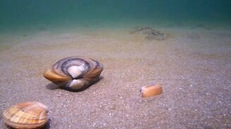Как ракушки зарываются в песок - смотреть видео (3:45)