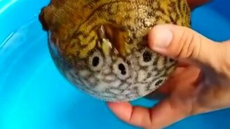 Если вытащить из воды рыбу фугу - смотреть видео (0:49)