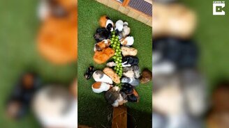 Дружная трапеза свинок - смотреть видео (1:31)