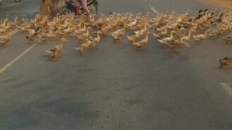 Множество уток пересекает дорогу - смотреть видео (1:34)