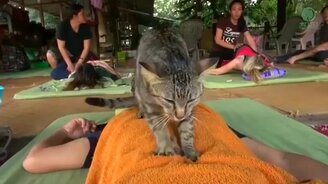 Массажист на полставки - смотреть видео (0:43)