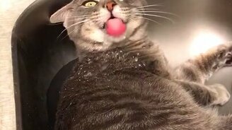 Кот лёжа пьёт воду - смотреть видео (0:35)