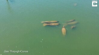 Ламантины мигрируют к теплу - смотреть видео (2:21)