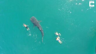 Поплавали с китовой акулой - смотреть видео (0:28)