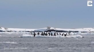 Пингвиний пляж - смотреть видео (0:57)