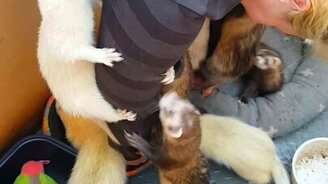 Когда у тебя много хорьков - смотреть видео (0:57)