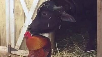 Бычок лижет петуха - смотреть видео (0:27)