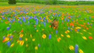 Щенок в цветочном поле - смотреть видео (1:33)