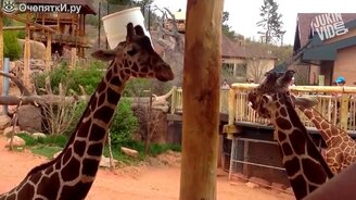 Жирафы забавны и безумны - смотреть видео (3:17)