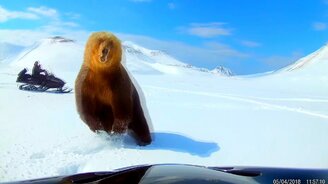 Встреча с медведем в горах - смотреть видео (0:46)