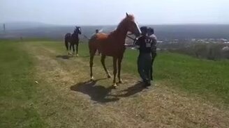 Лошадь срывает штанину - смотреть видео (0:43)