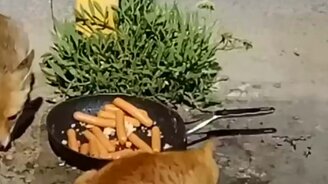 Битва за сосиски - смотреть видео (0:16)