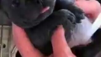 Как щенок купаться любит - смотреть видео (0:16)