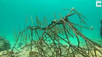 Косяк рыбы-бритвы - смотреть видео (0:24)