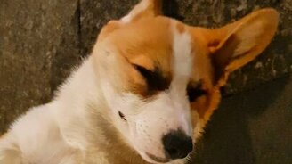 Когда устал в разгар прогулки - смотреть видео (0:58)