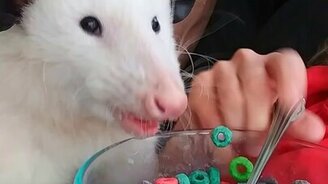 Разноцветная еда для опоссума - смотреть видео (0:35)