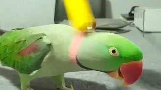 Как лепечет попугай - смотреть видео (0:09)