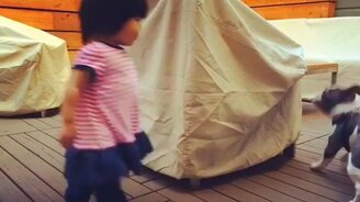 Догонялки девочки и бульдога - смотреть видео (0:47)