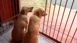 Когда тебя чётко слушаются - смотреть видео (0:37)