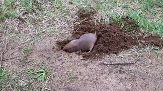 Гофер роет нору - смотреть видео (2:54)