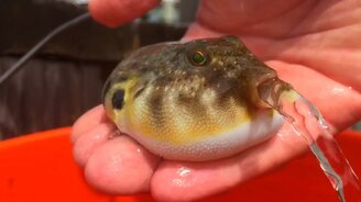 Сколько воды вмещает иглобрюх - смотреть видео (0:13)