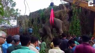 Погрузка слона в грузовик - смотреть видео (1:00)