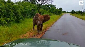 Слонёнок злится на чужаков - смотреть видео (0:51)