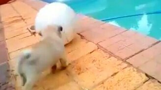 Собачка и мяч - смотреть видео (0:10)