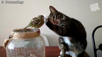 Когда кошки чудят - смотреть видео (3:05)