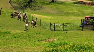 Ламы гоняются за собачонкой - смотреть видео (1:24)