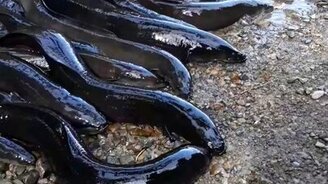 Утка отняла еду у угрей - смотреть видео (0:19)