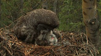 Бородатая неясыть в гнезде - смотреть видео (1:30)