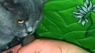 Кошка усыновила енотов - смотреть видео (0:58)