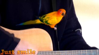 Чудные попугайчики - смотреть видео (4:56)