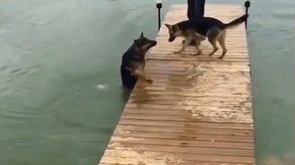 Неудачливая овчарка - смотреть видео (0:17)