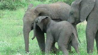 Слонёнок пытается главенствовать - смотреть видео (0:44)