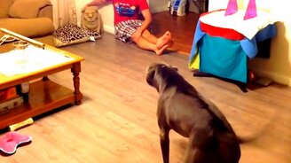 Питбуль испугался борова - смотреть видео (0:39)