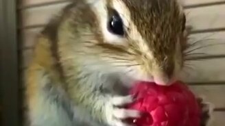 Как бурундук ест малину - смотреть видео (0:20)