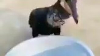 Истинный проглот - смотреть видео (0:15)