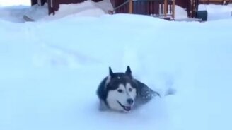 Хаски буксует в снегу - смотреть видео (0:24)