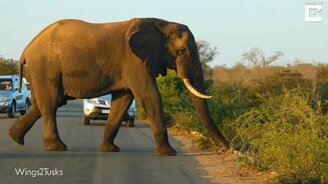 Слон делает зарядку - смотреть видео (0:50)