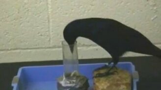 Умная птица с крючком - смотреть видео (0:49)