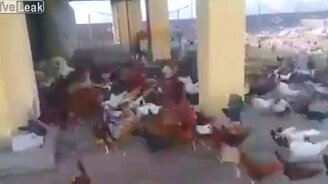 Свободу курам! - смотреть видео (2:08)