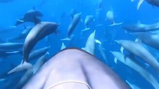 Поплаваем с дельфинами? - смотреть видео (0:32)