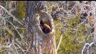 Медведь выходит из спячки - смотреть видео (1:00)