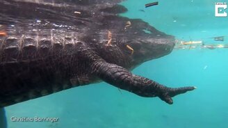 Аллигатор крупным планом - смотреть видео (2:05)