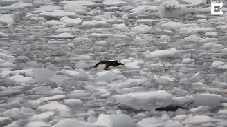 Путь пингвина через льды - смотреть видео (1:46)