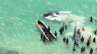 Спасение касатки людьми - смотреть видео (1:00)